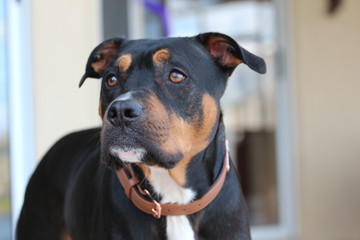 Wall Mural - Portrait of a Rottweiler Dog 