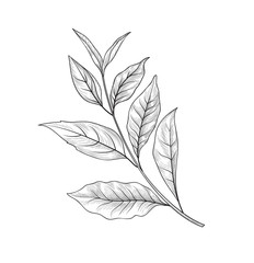 Green tea branch. Tea leaves sketch hand drawn herb plant