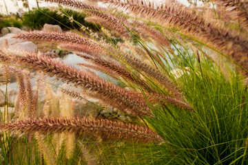  Pennisetum setaceum (Foxtail fountain grass) on a sunny day with small pond behind