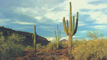 Arizona Desert & Saguaro Landscape