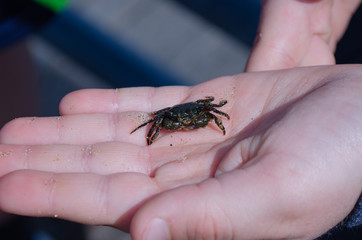 crab
