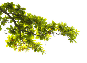 green leaves with branch isolated on white background