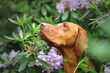 © Zuzana - The hungarian vizsla