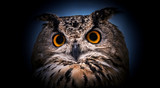 Fototapeta Zwierzęta - A close look of the orange eyes of a horned owl on a dark background.