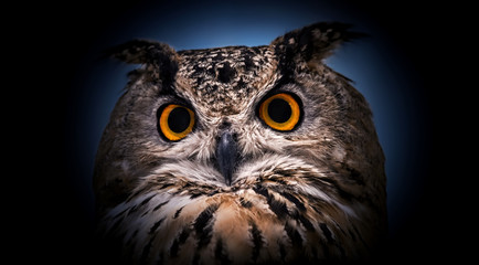 Wall Mural - A close look of the orange eyes of a horned owl on a dark background.