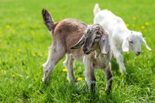 Couple Of Baby Goat Kids On The Spring Grass Playing Together.