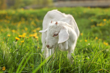 Goat kid feeding on fresh spring grass lawn with blurred dandelions in background.