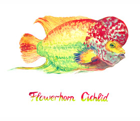 Flowerhorn cichlid fish (Elvis strain), hand painted watercolor  illustration with handwritten inscription