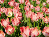 Fototapeta Tulipany - Field of red tulips in spring time.