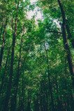 Fototapeta Perspektywa 3d - Treetops in the green morning forest