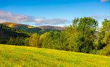 Fototapeta Natura - forest on a grassy hills of Carpathian mountains. lovely autumn landscape on a bright day under the cloudy sky