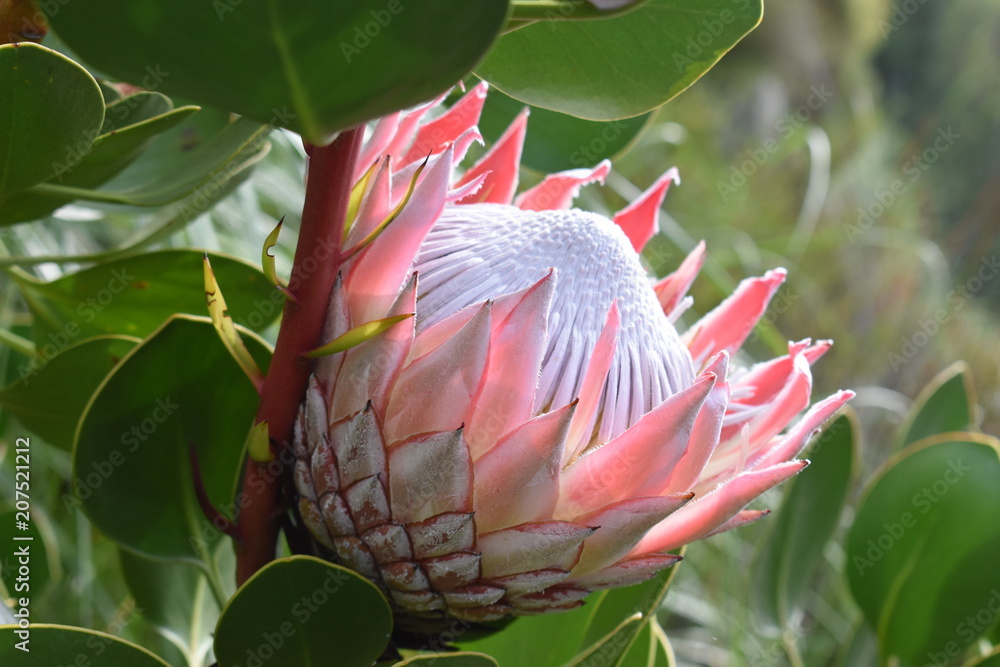 Colorful pink King Protea in the Botanical Garden in Cape Town in South  Africa  the national flower of South Africa Stock Photo | Adobe Stock