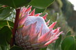 Colorful pink King Protea in the Botanical Garden in Cape Town in South Africa – the national flower of South Africa