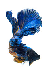 Wall Mural - Blue yellow siamese fighting fish, betta fish isolated on gray background