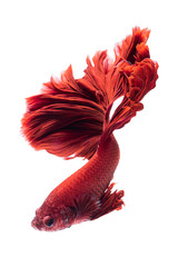 Wall Mural - Red siamese fighting fish, betta fish isolated on white background.