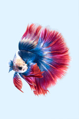 Wall Mural - Blue red siamese fighting fish, betta fish isolated on grey background