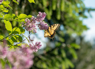 Wall Mural - Eastern tiger swallowtail on lilac with bright blue sky and evergreen background