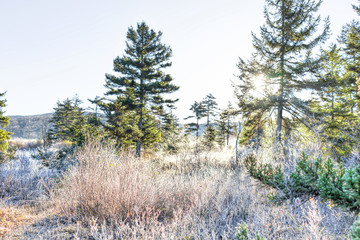 Wall Mural - Frost winter landscape with pine trees and morning sun sunlight sunburst glade through branches in West Virginia and ice covered plants in forest