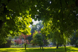 Fototapeta Na ścianę - Beautiful green summer park outdoors. Blooming trees and emerald grass.