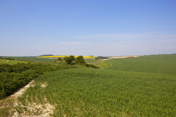 Wall Mural - upland wheat crops