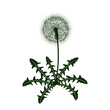 Dandelion flower icon