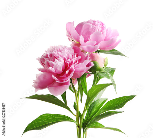 Beautiful fragrant peony flowers on white background © New Africa