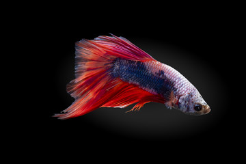 Betta splendens(Pla-Kad),Siamese fighting fish aquarium fish beatiful tail and move action isolated on black background with clipping path included