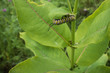 Monarch Caterpillar and Milkweed