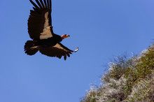 American Condor Spotted Above Route 1 (SR 1) Near Big Sur, California, USA. A Rare And Endangered Species Of Birds. A Number Tag And A GPS Tracking Devices 