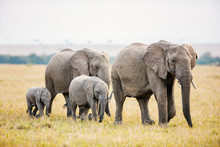 Elephants In Africa