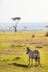 Sticker - Zebras in safari park