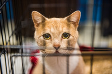 Very Sad Cat Portrait With Big Eyes In Cage Waiting For Adoption
