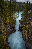 Fototapeta Las - Athabasca Falls
