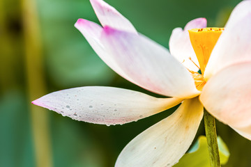 Closeup of bright pink lotus flower petal with water drops macro showing detail and texture