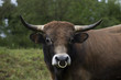 Portrait of a bull