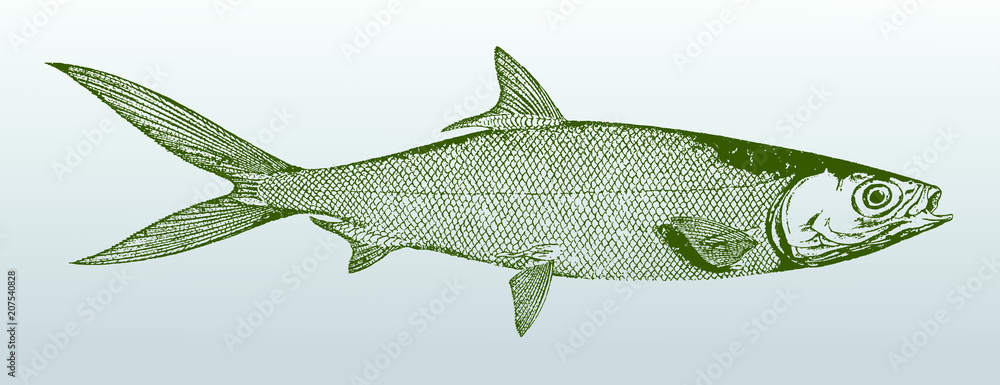 Milkfish chanos from Australia in side view. Illustration after vintage ...