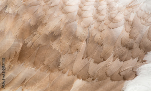 Plakaty beżowe  piora-labedzia-zblizenie-skrzydla