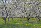 Fototapeta Krajobraz - Cherry blossoms and yellow dandilion flowers on spring day at  Old Mission area of Upper Michigan