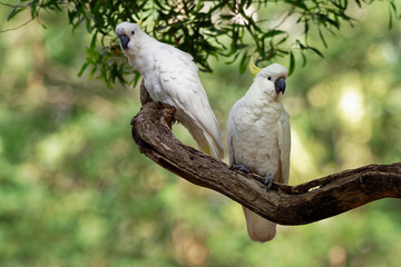 cacatua galerita - sulphur-crested cockatoo sitting on the branch in australia. big white and yellow