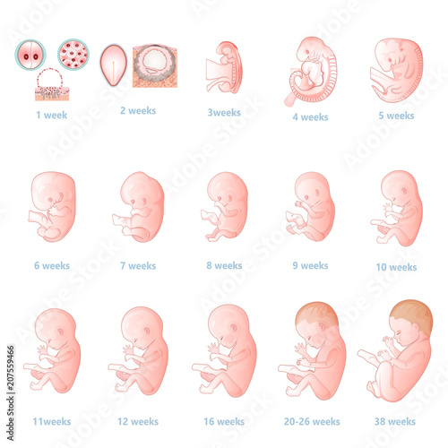 The development of the embryo.Prenatal development of the baby in a ...