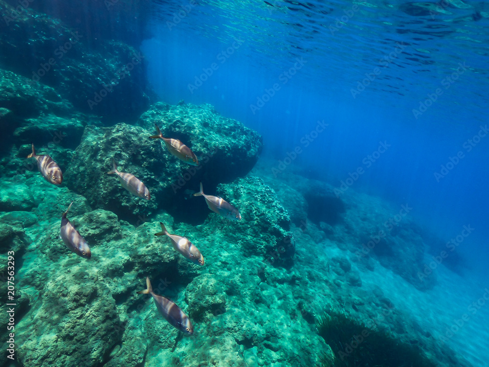 My Under Water World