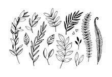 Hand Drawn Vector Illustrations. Botanical Branches Of Eucalyptus And Fern. Floral Design Elements. Tattoo Sketches. Perfect For Weddng Invitations, Greeting Cards, Blogs, Posters And More