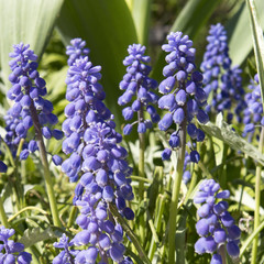 Wall Mural - the Bright blue muscari on a flowerbed in the park