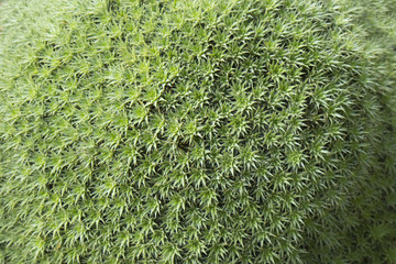 Wall Mural - the close up of sedum spathulifolium abstract floral green background selective focus soft focus