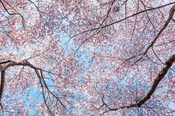 Wall Mural - looking up at cherry blossom sakura trees isolated against sky perspective with pink flower petals i