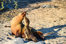 A Sea Lion Mother With Her Cub On A Beach In The Galapagos Islands, Ecuador