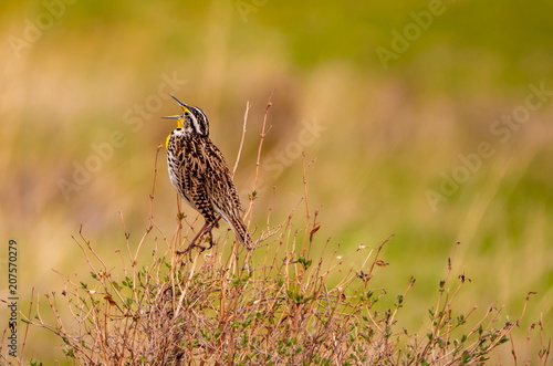 AND SINGS THE GRASS