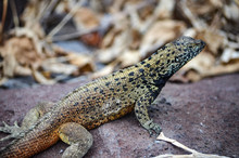A Lava Lizard (Microlophus Delanonis) Sits On A Rock On Isla Española In The Galapagos Islands.