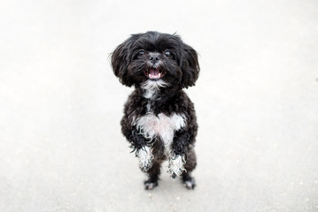 Adorable miniature shih tzu puppy dog, white and black with short fur