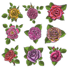 Wall Mural - Roses flowers, red head buds and green leaves. Isolated on white background. Set collection. Vector.